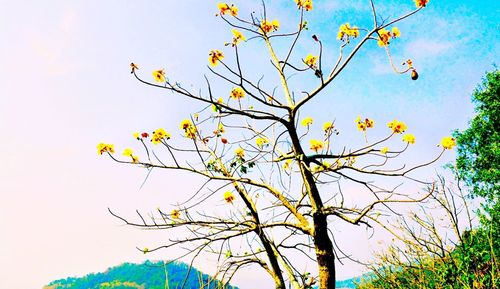 Low angle view of tree against blue sky