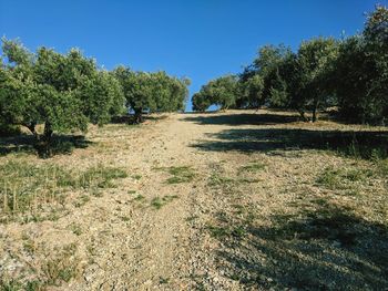 Trees on field against clear sky