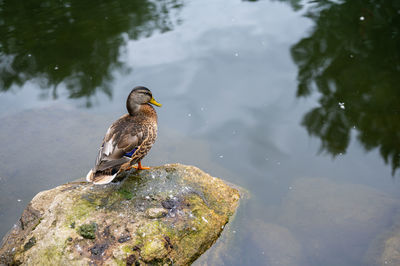 High angle view of bird perching on rock