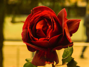 Close-up of red rose blooming outdoors