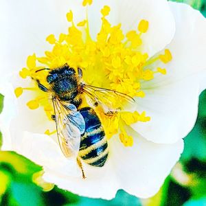 Close-up of bee on yellow flower