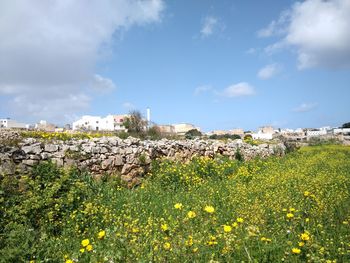 Plants growing on field by buildings against sky