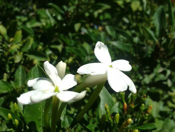 Close-up of white flowers