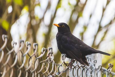 Town centre residents. blackbird, turdus merula, on a fence