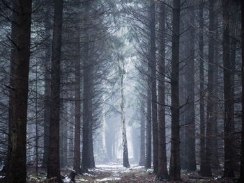 Trees in forest during winter