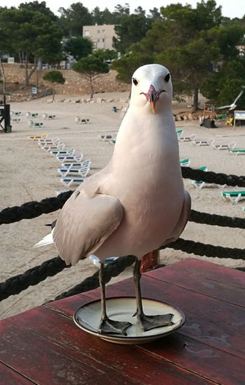 CLOSE-UP OF SEAGULL PERCHING ON WOOD