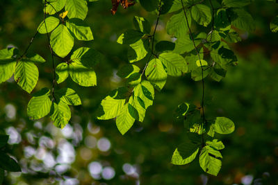 Close-up of fresh green leaves