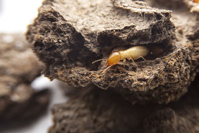 Close-up of insect on rock