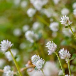 Close-up of white daisy flowers