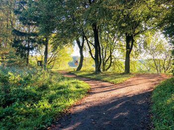 Dirt road amidst trees in forest