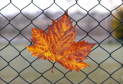 Close-up of autumn leaves on chainlink fence