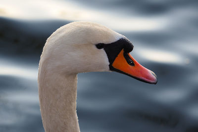 Close-up of swan