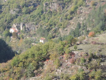 High angle view of trees in forest