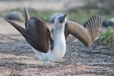 Close-up of seagull flying over land