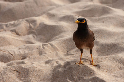 Close-up of bird perching on sand