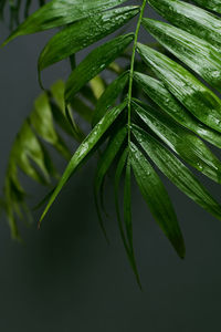 Close-up of fresh green leaves