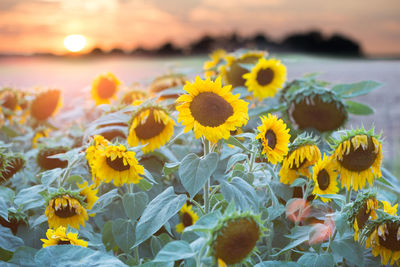Sunflowers blooming against sky during sunset