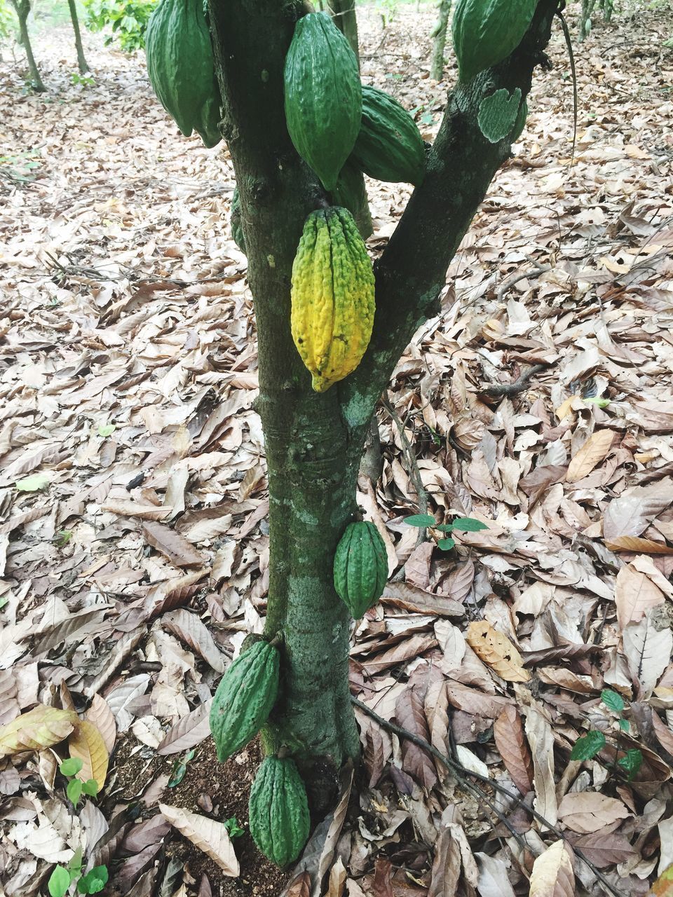 HIGH ANGLE VIEW OF LEAVES GROWING ON TREE