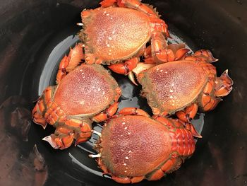 Directly above shot of seafood in plate