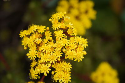 Close-up of yellow flowering plant