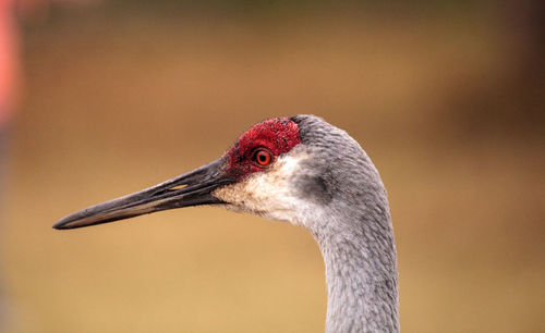 Close-up of bird against blurred background