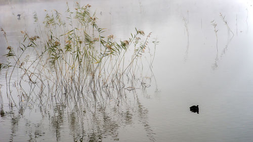 View of birds swimming in lake