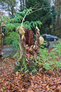 Plant by tree against plants