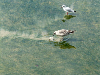 High angle view of seagulls on lake