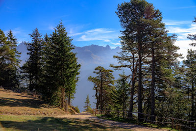 Pine trees by road in forest against sky