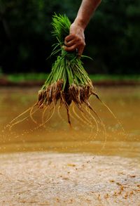 Close-up of person holding crops 