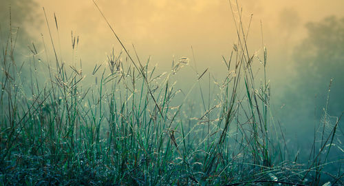 Close-up of stalks in field against sky