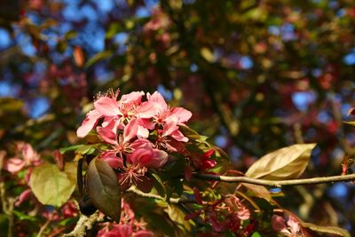 Close-up of pink flowers
