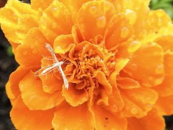 Full frame shot of yellow flower