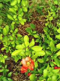 Close-up of fruits growing on plant