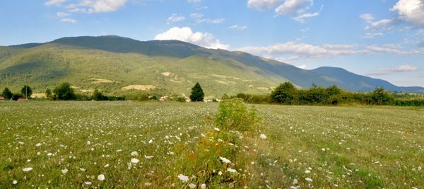 Scenic view of field against sky