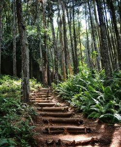 Trees in forest