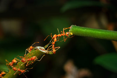 Close-up of ant on plant