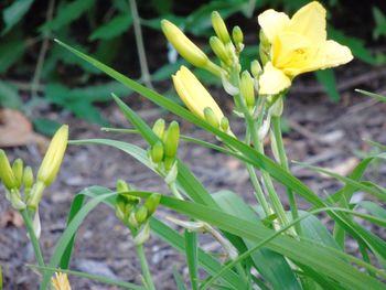 Close-up of flowers blooming outdoors