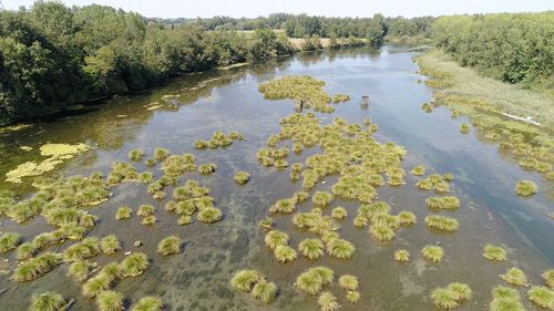 High angle view of plants floating on lake