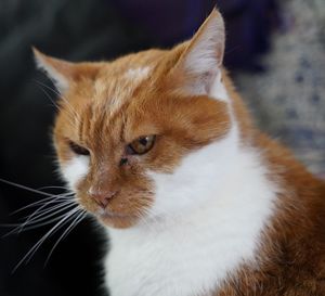 Close-up of a cat looking away