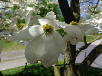 Close-up of white flower blooming on tree