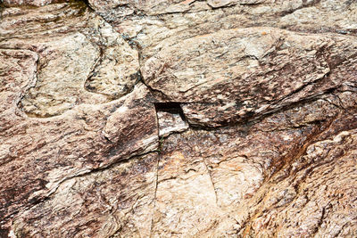 Full frame shot of tree trunk