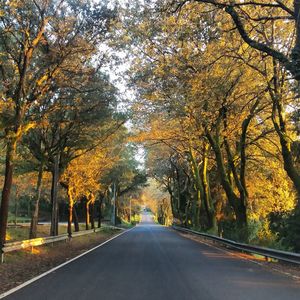 Road amidst trees