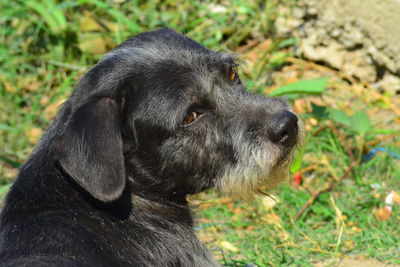 Close-up of black dog on field