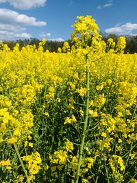 Yellow flowering plants on field