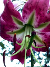 Close-up of pink flower