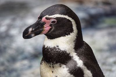 Close-up of a bird