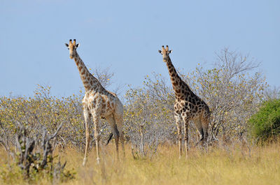Giraffes standing on field against clear sky