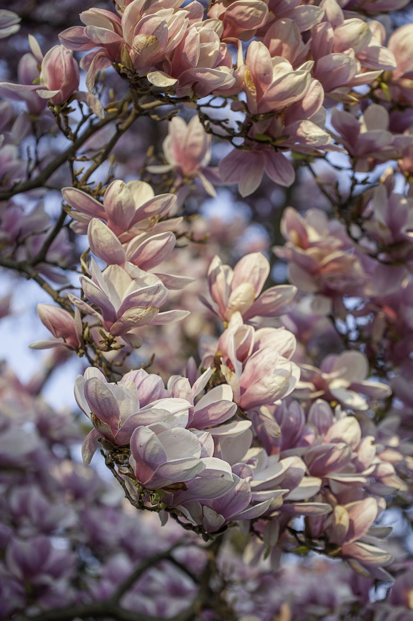 CLOSE-UP OF CHERRY BLOSSOM