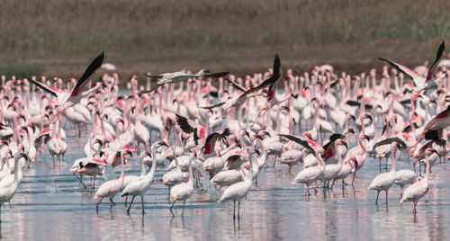 Flock of birds in a lake